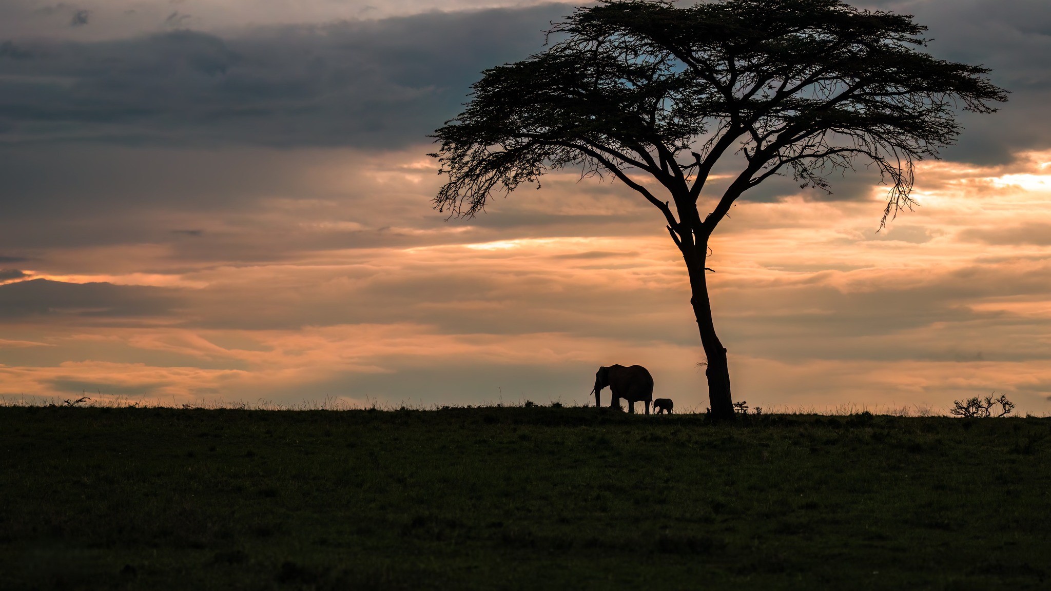 Elephant in a pond